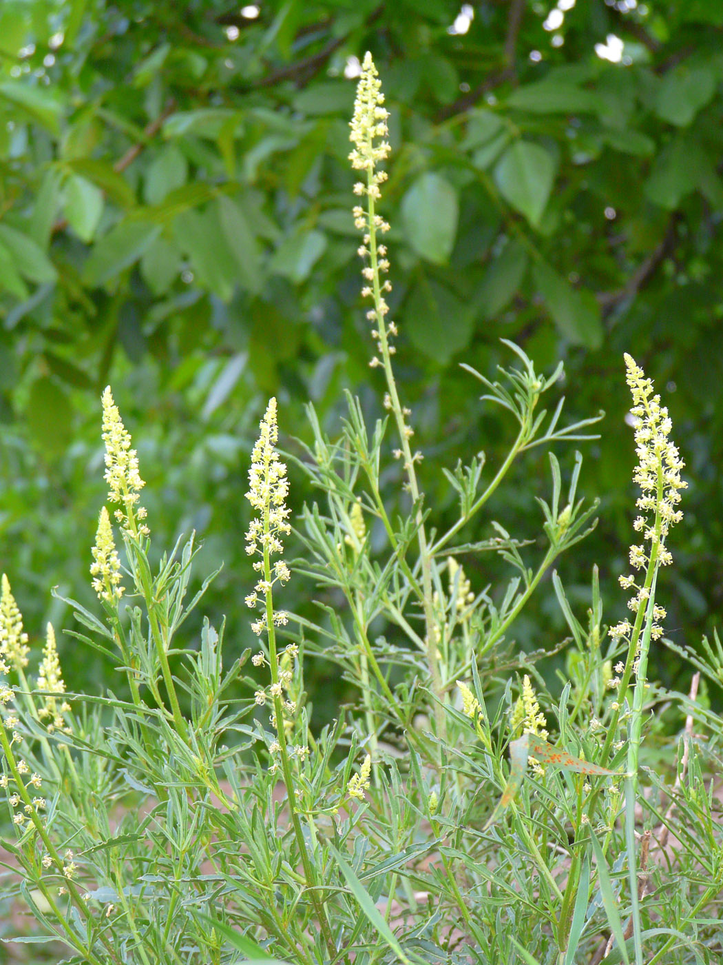 Image of Reseda lutea specimen.