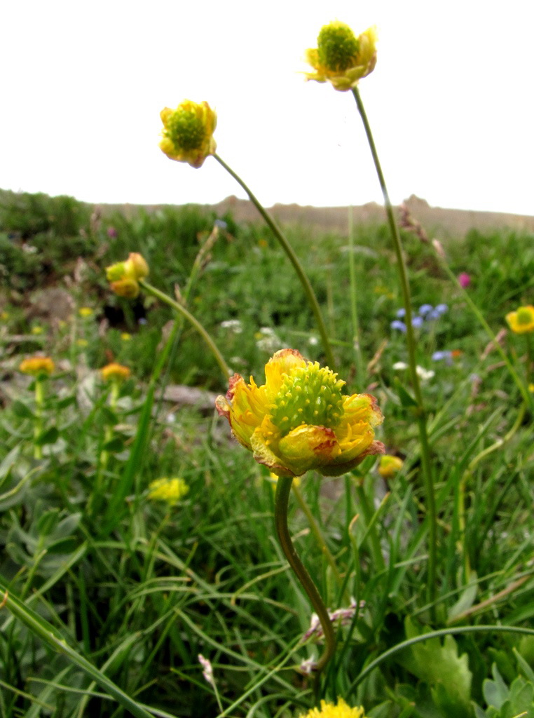 Изображение особи Ranunculus revuschkinii.