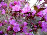 Rhododendron sichotense