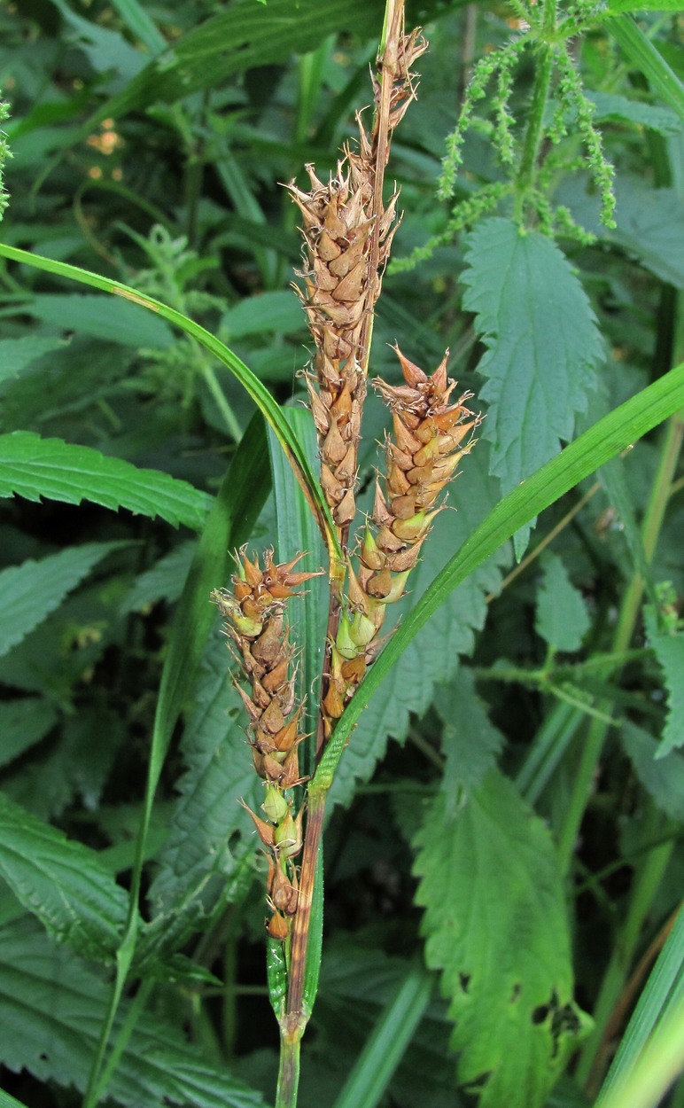 Изображение особи Carex atherodes.