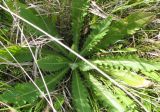Cirsium esculentum