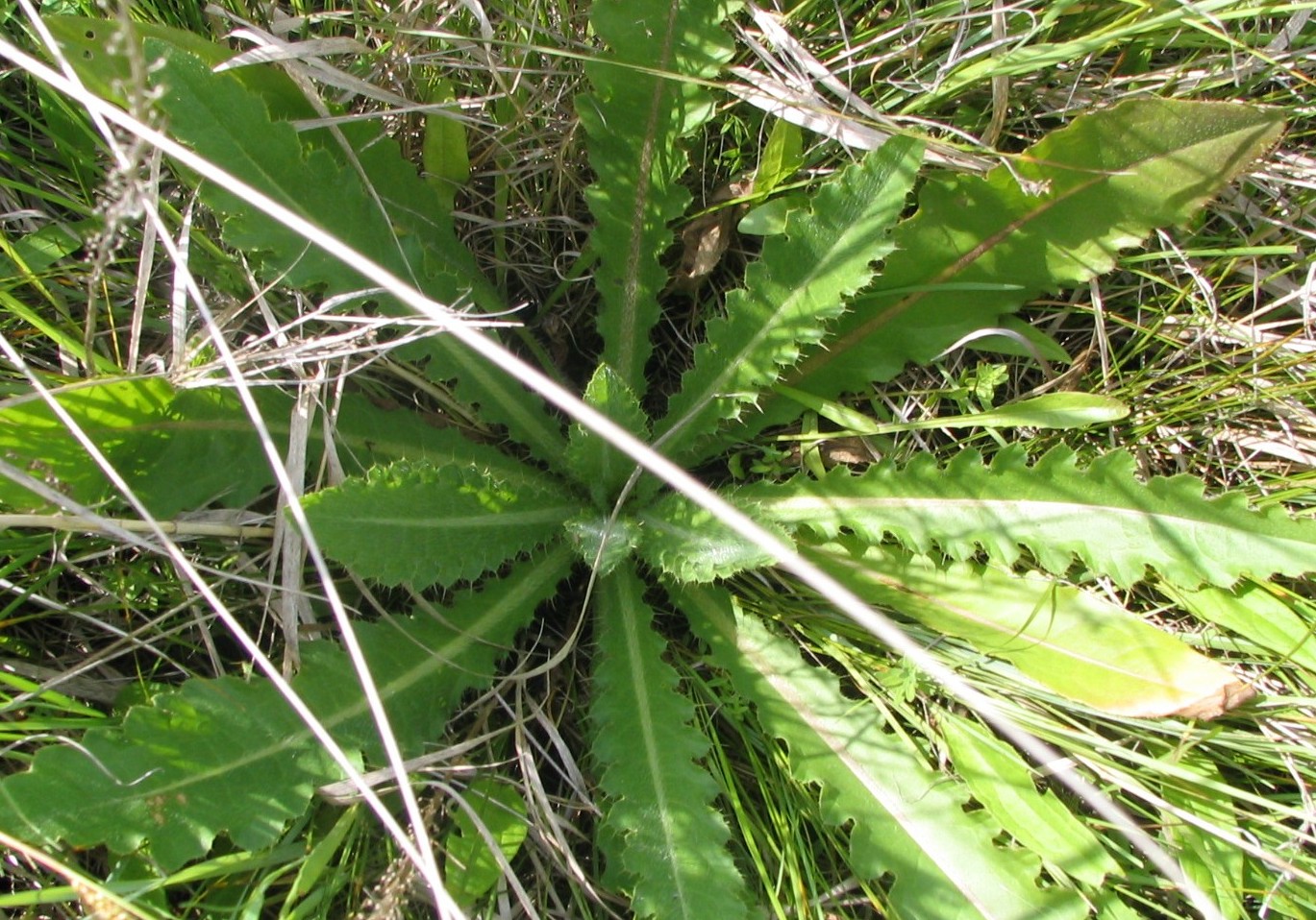 Image of Cirsium esculentum specimen.