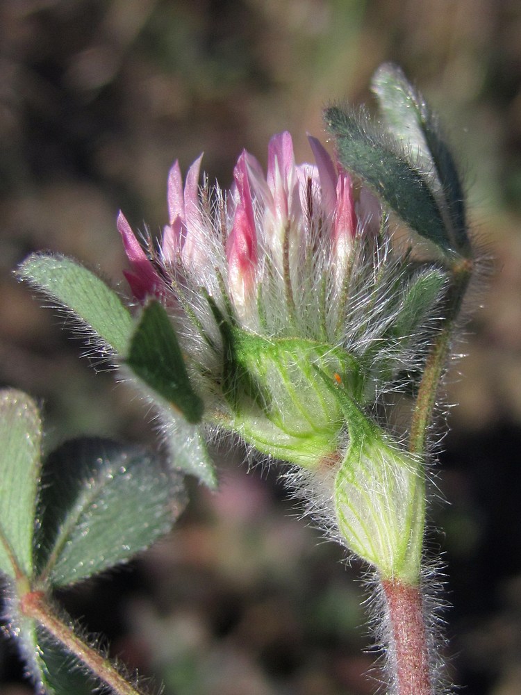 Изображение особи Trifolium hirtum.