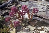 Hylotelephium cyaneum. Цветущие растения. Якутия, севернее впадения Ольчана в Томпо, на склонах вершины 1223. Высота примерно 1000 м н.у.м. 31.07.1984.