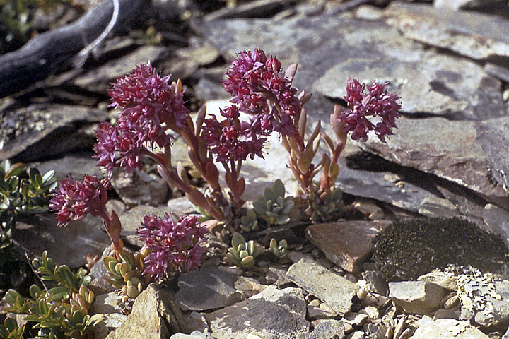 Image of Hylotelephium cyaneum specimen.