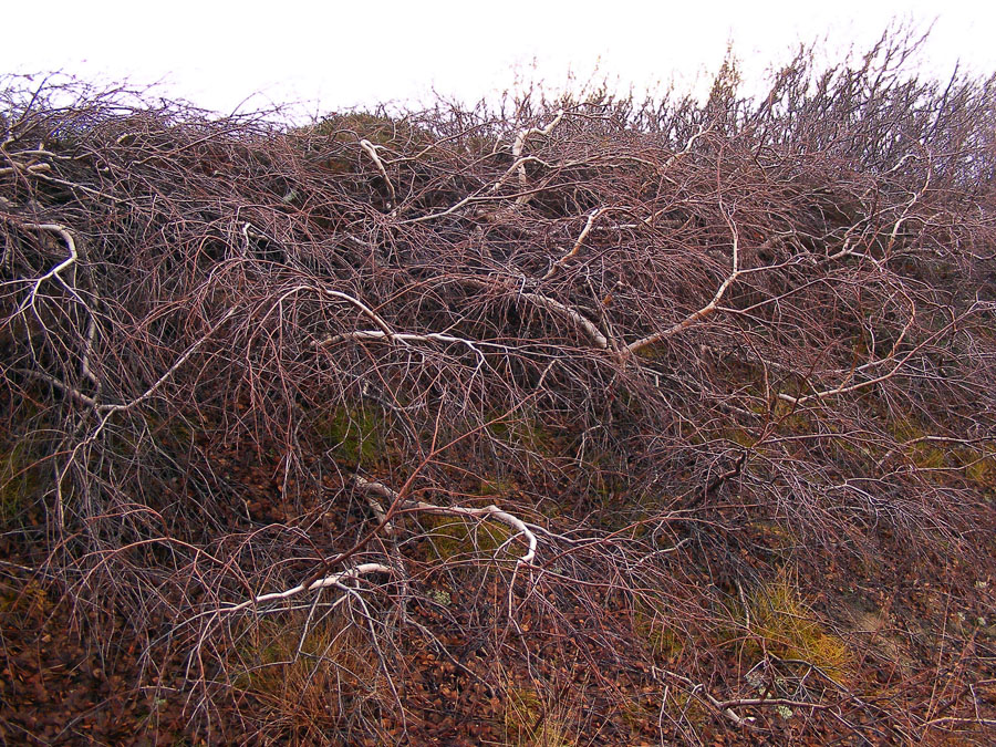 Image of genus Betula specimen.