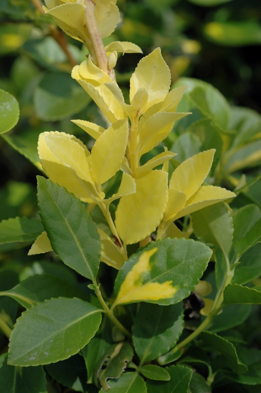 Изображение особи Euonymus fortunei.