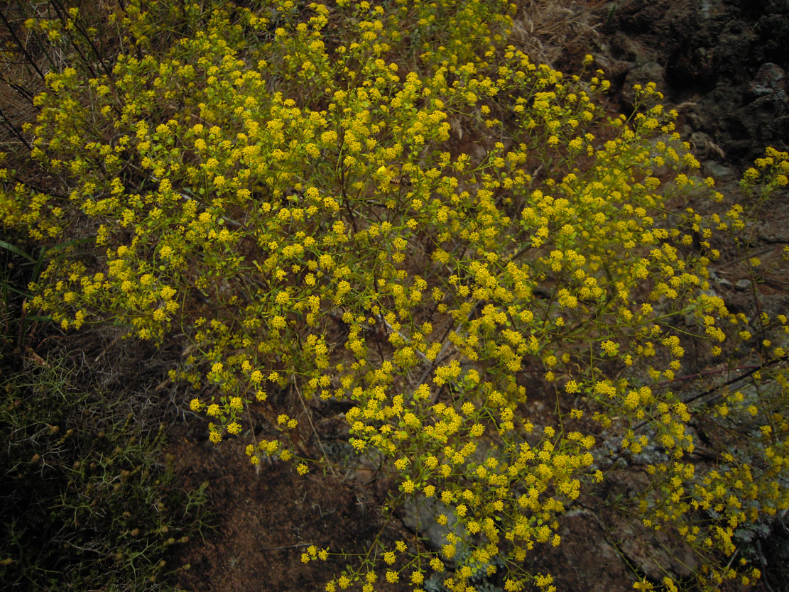 Image of genus Odontarrhena specimen.