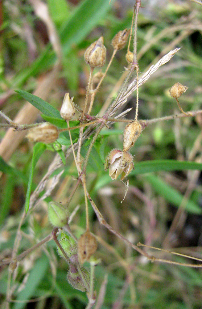 Image of Spergularia media specimen.