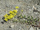 Odontarrhena tortuosa. Цветущие побеги. Черноморское побережье Кавказа, щель Прасковеевская, склоны ущелья над дорогой. 09.06.2012.
