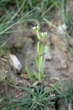 Valerianella turkestanica