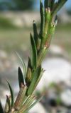 Lythrum hyssopifolia