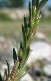 Lythrum hyssopifolia. Нижняя часть соцветия. Абхазия, Гагрский р-н, окр. с. Бзыпта. 13.06.2012.