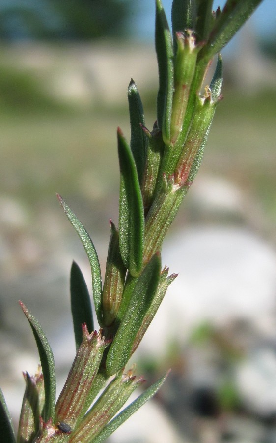 Image of Lythrum hyssopifolia specimen.