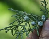 Juniperus seravschanica. Незрелые шишкоягоды. Узбекистан, г. Ташкент, Ботанический сад им. Ф.Н. Русанова. 14.03.2009.