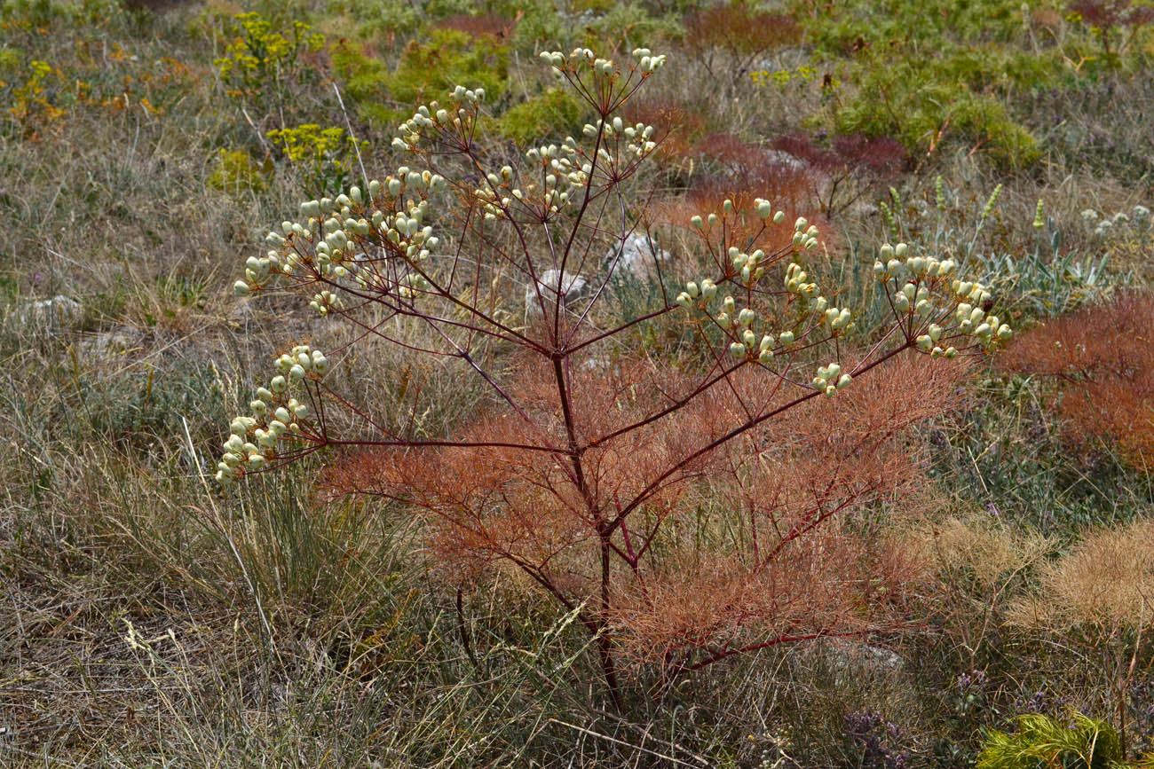 Image of Prangos trifida specimen.