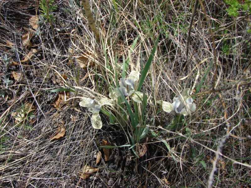 Изображение особи Iris ivanovae.