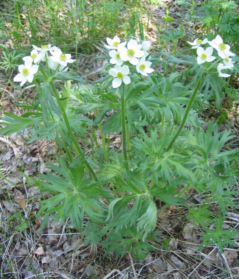 Image of Anemonastrum crinitum specimen.