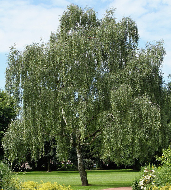 Image of Betula pendula specimen.