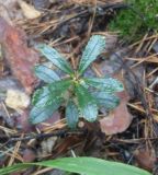 Chimaphila umbellata