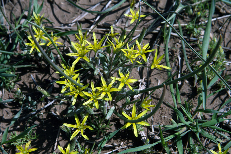 Image of Gagea popovii specimen.