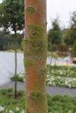 Malus domestica подвид cerasifera. Часть ствола молодого дерева. Нидерланды, г. Venlo, \"Floriada 2012\". 11.09.2012.