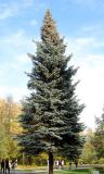 Picea форма glauca