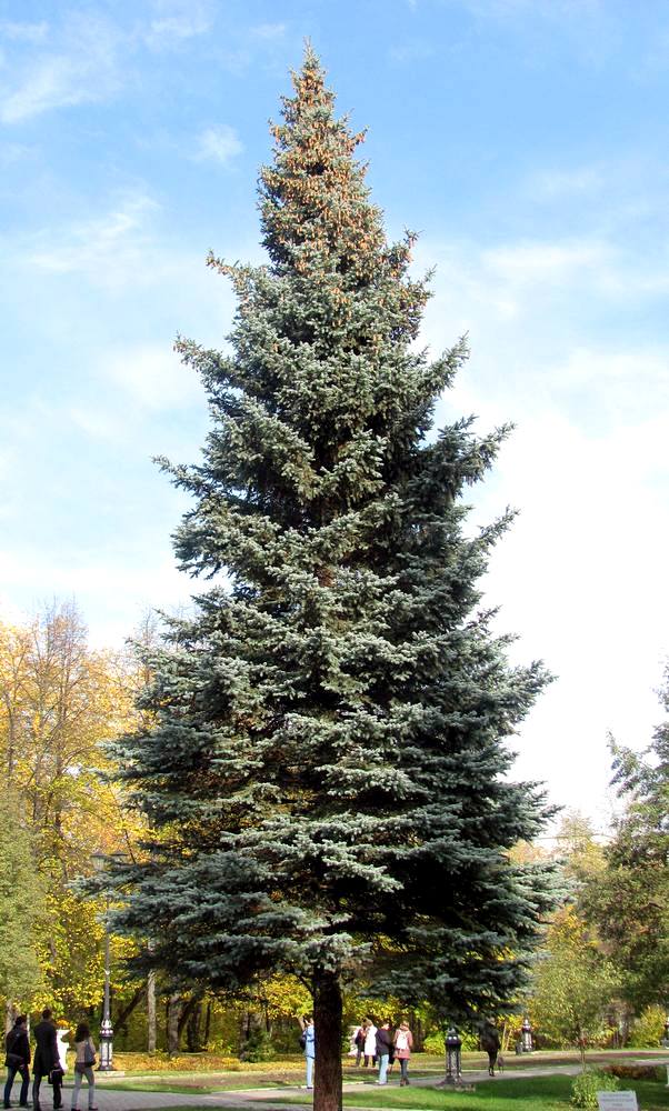 Изображение особи Picea pungens f. glauca.