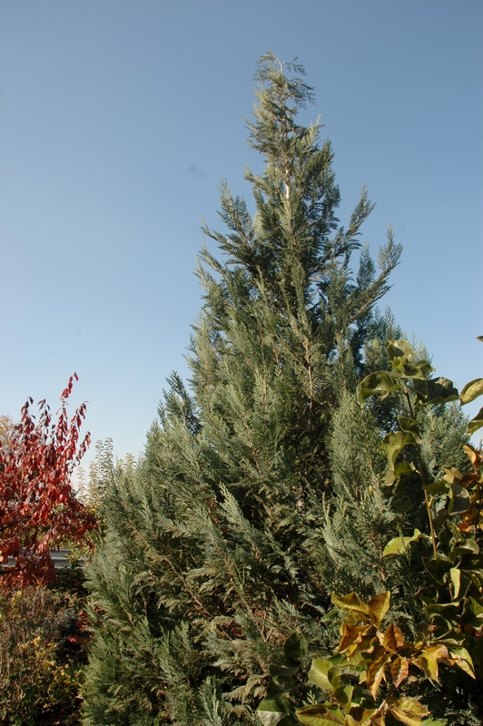 Изображение особи Chamaecyparis lawsoniana.
