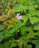 genus Oxalis. Цветок. Южный берег Крыма, г. Ялта, в культуре. 4 ноября 2012 г.