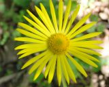 Doronicum orientale