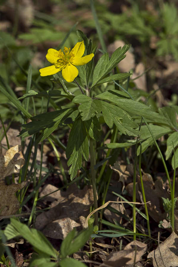 Изображение особи Anemone ranunculoides.