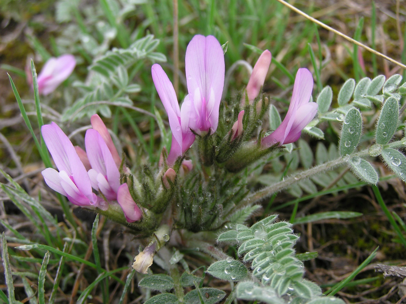 Изображение особи Astragalus testiculatus.