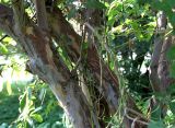 Stewartia pseudocamellia