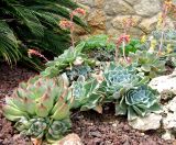 Echeveria pumila. Цветущее растение. Испания, Каталония, Жирона, Тосса-де-Мар, верхняя часть города. 24.06.2012.