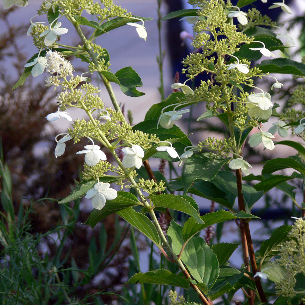 Изображение особи Hydrangea paniculata.