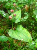 Maianthemum bifolium