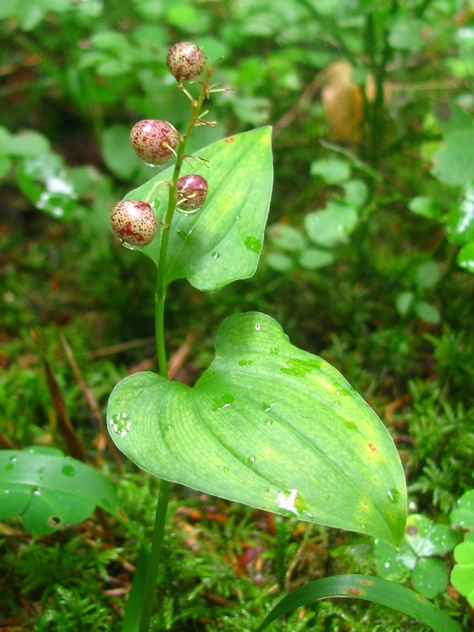 Изображение особи Maianthemum bifolium.