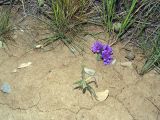 Geranium transversale