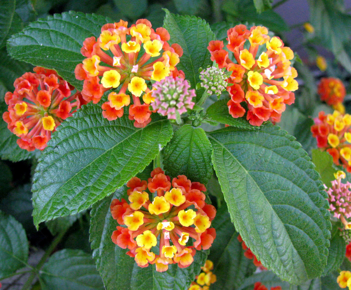 Изображение особи Lantana camara.