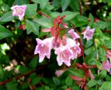 Abelia uniflora. Верхушка побега с соцветием. Франция, Приморские Альпы, г. Сен-Жан-Кап-Ферра, вилла Эфрусси-де-Ротшильд, аллея парка у западной стены. 20.06.2012.