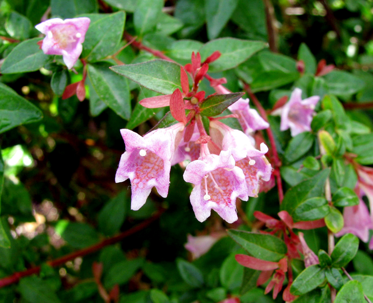 Изображение особи Abelia uniflora.