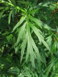 Artemisia vulgaris