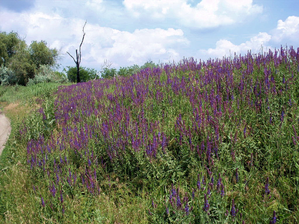 Изображение особи Salvia tesquicola.