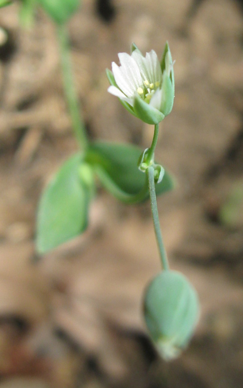 Изображение особи Cerastium perfoliatum.