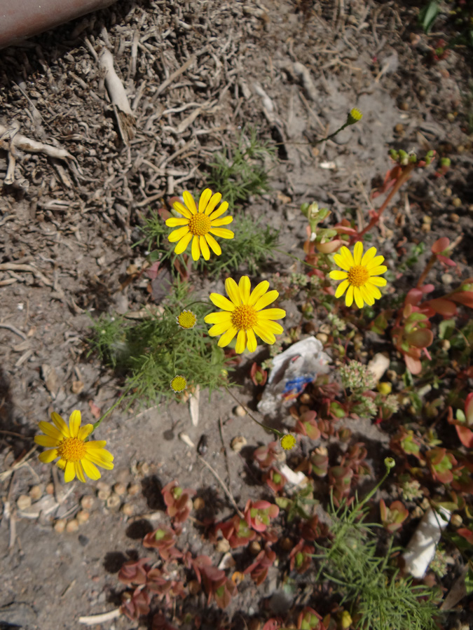 Изображение особи семейство Asteraceae.