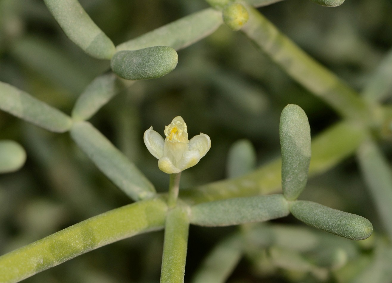 Image of Tetraena coccinea specimen.