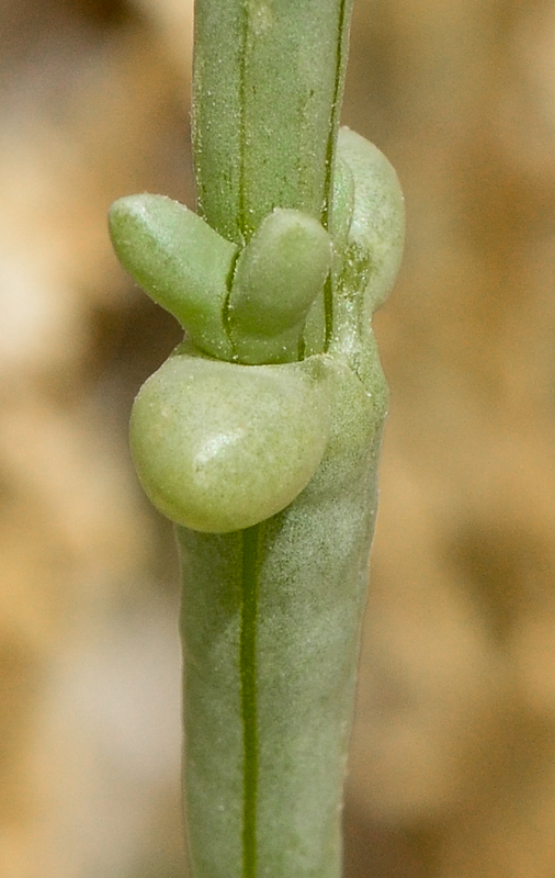 Image of Anabasis setifera specimen.