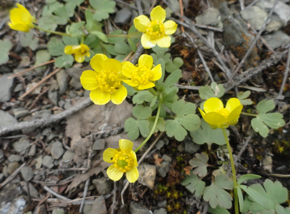 Изображение особи Ranunculus polyrhizos.