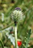 Papaver pavoninum. Незрелый плод. Узбекистан, г. Ташкент, археологический памятник Актепа Юнусабадский. 09.05.2013.